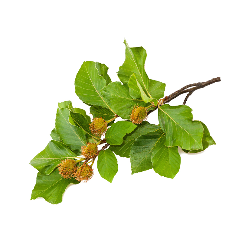 Macérat de bourgeons de Hêtre bienfaits et utilisations en gemmothérapie Macérat de bourgeons de Hêtre bienfaits et utilisations en gemmothérapie